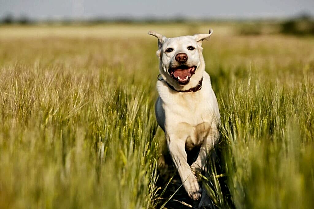 Happy dog in countryside