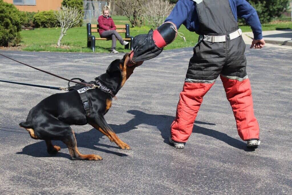 Şahıs Koruma Eğitimi