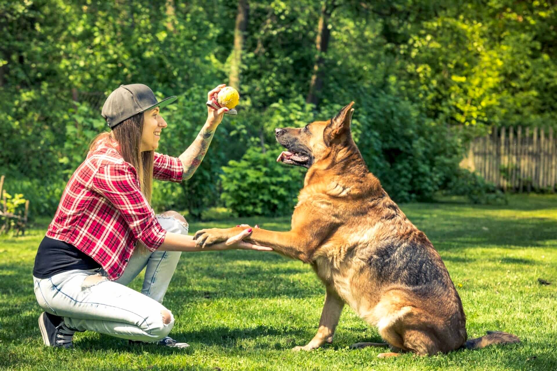 İleri İtaat Eğitimi Görseli