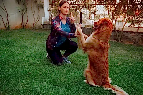 istanbul-kopek-egitim-merkezi-13